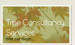 Tree Consultancy Services - find out more